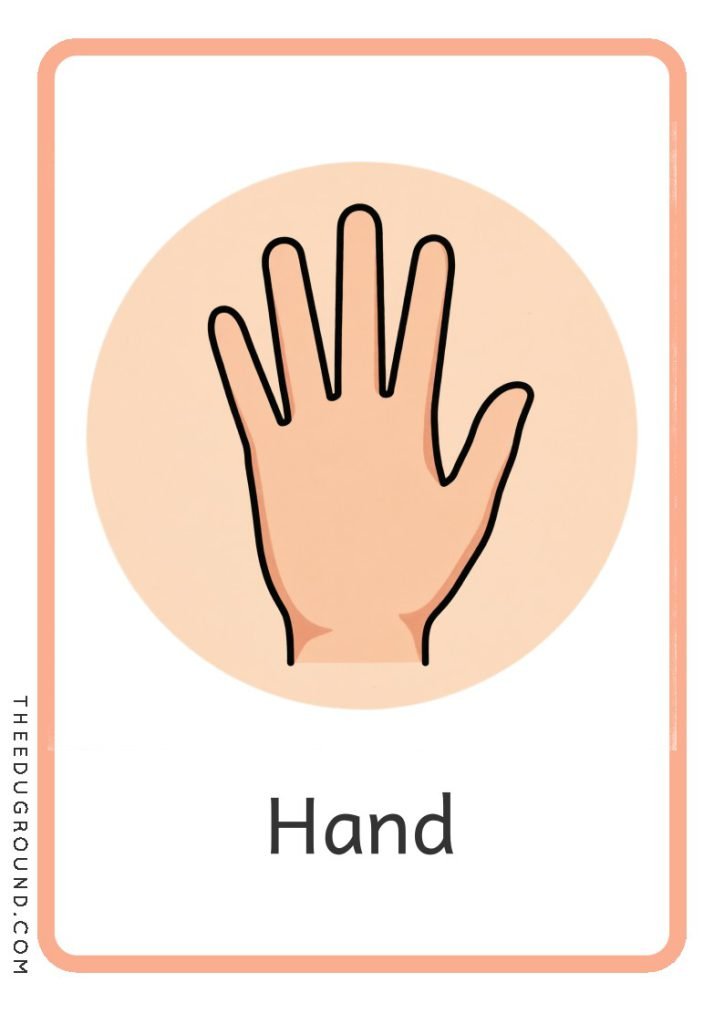 Download Body Part Illustration Flashcards
