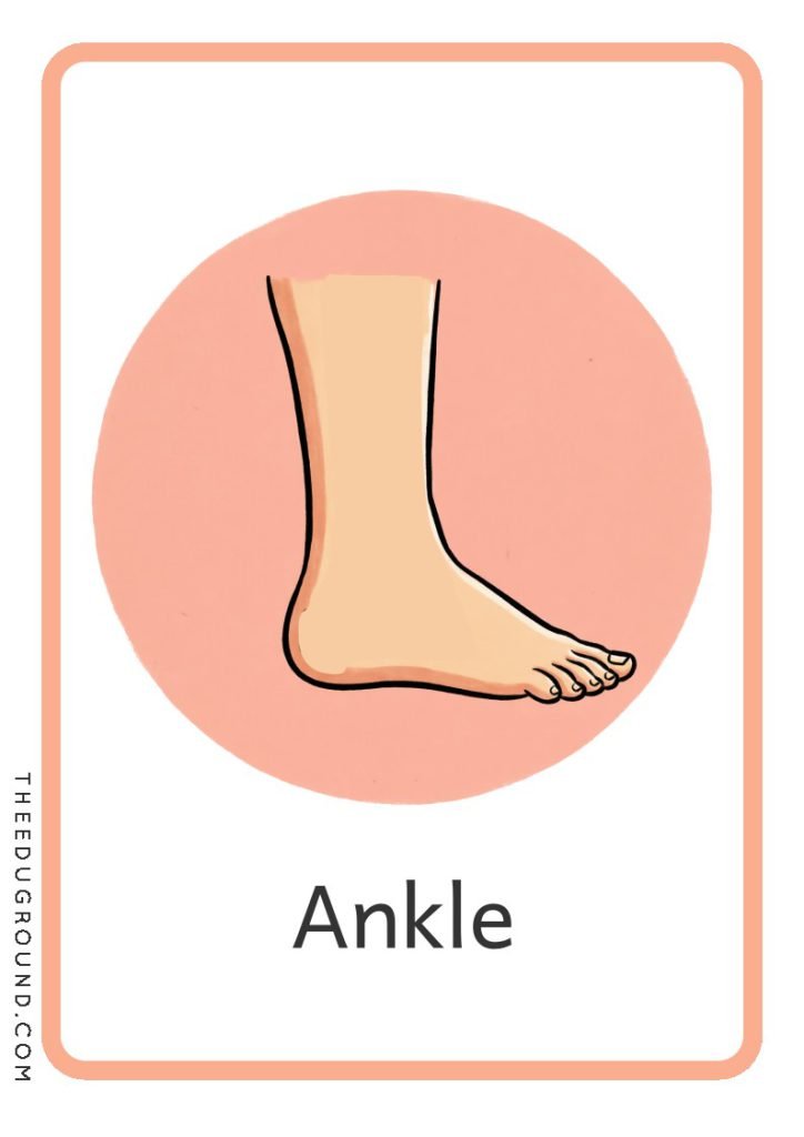 Download Body Part Flashcards for Kids