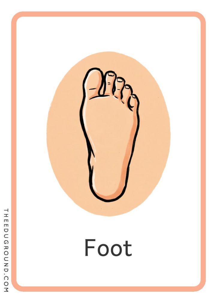 Download Body Part Flashcards