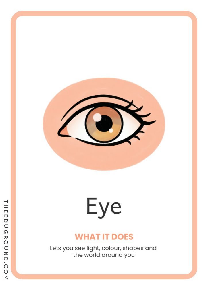Eye - Body Part Flashcards