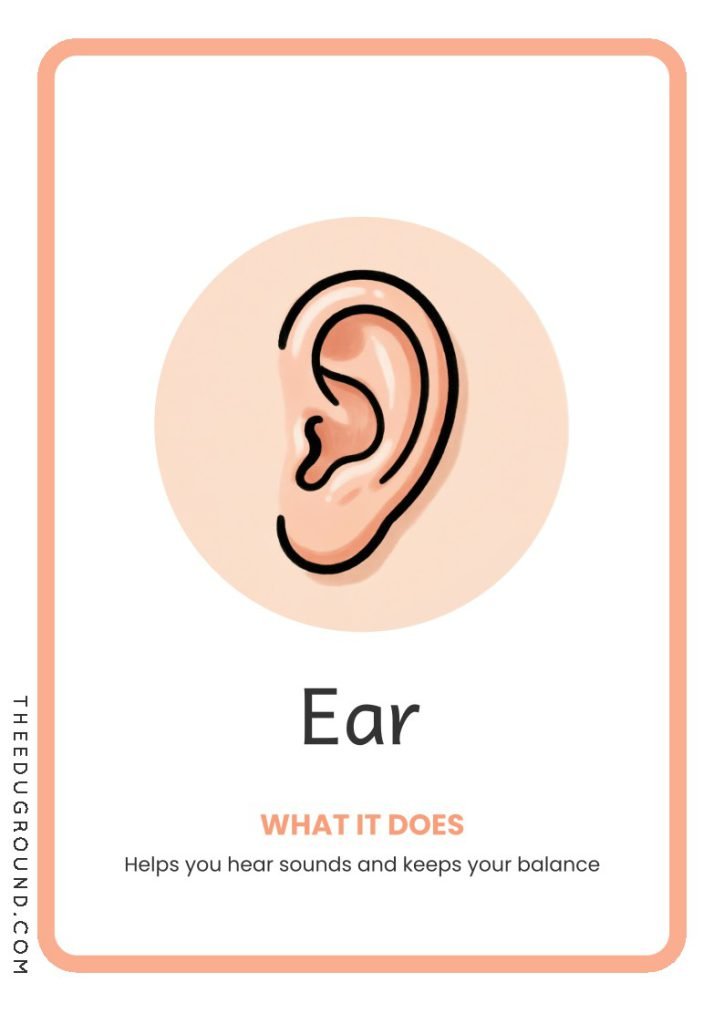 Ear - Body Part Flashcards