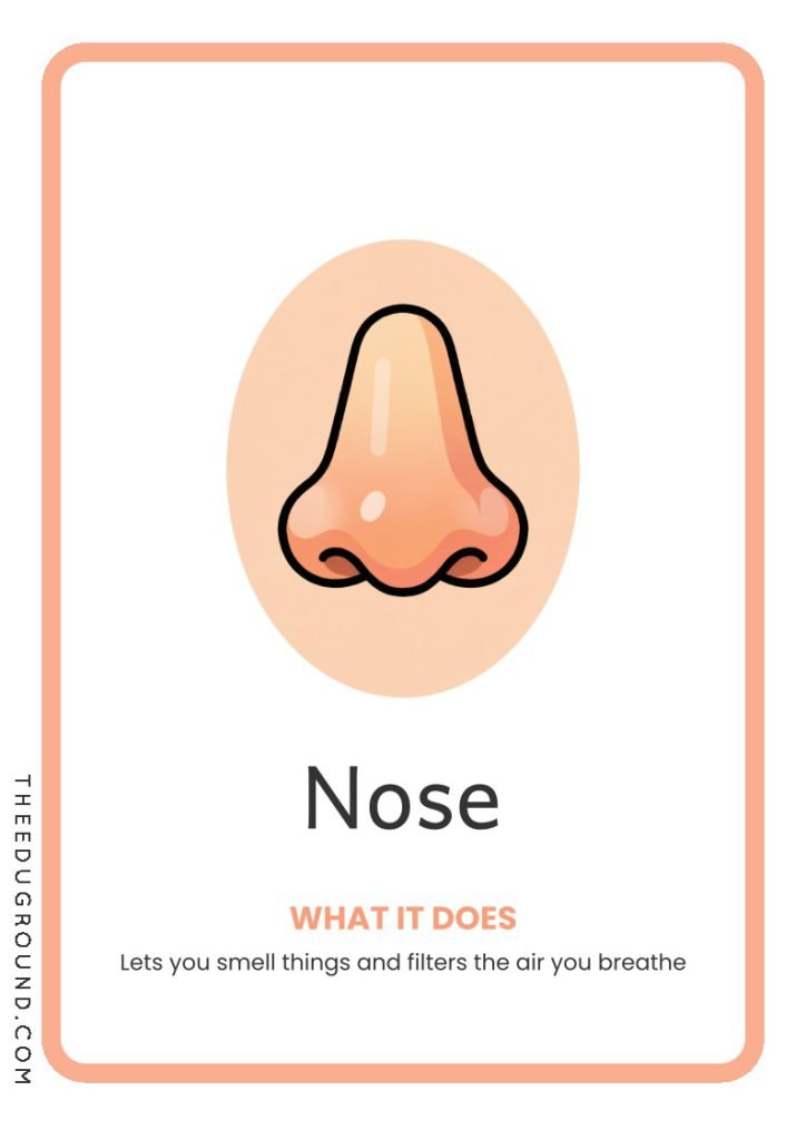 Nose- Body Part Flashcards