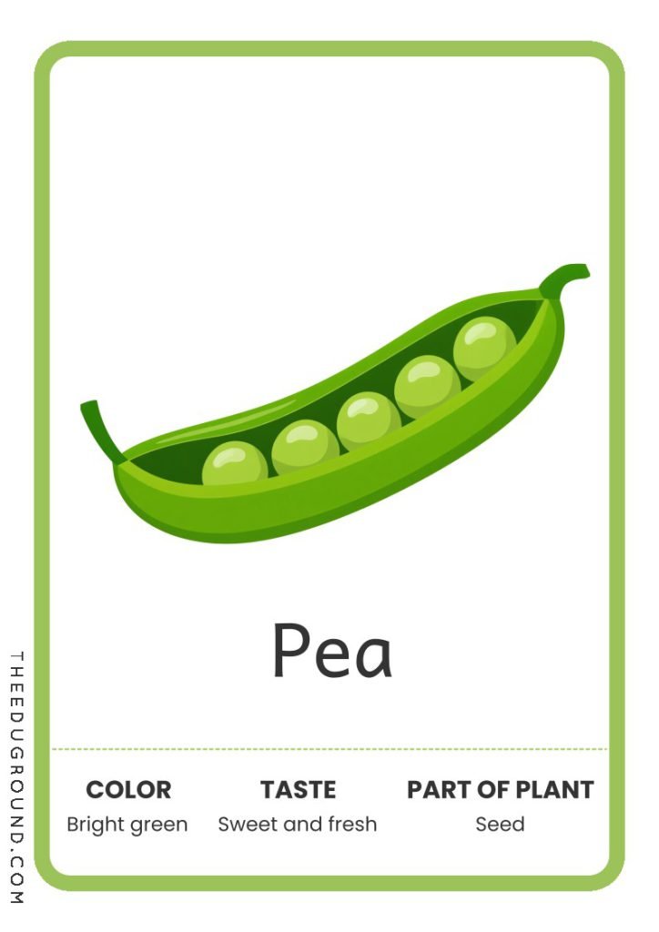 Pea - Vegetable Flashcards