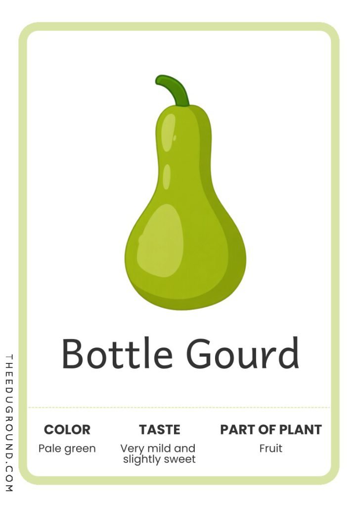 Bottle Gourd - Vegetable Flashcards