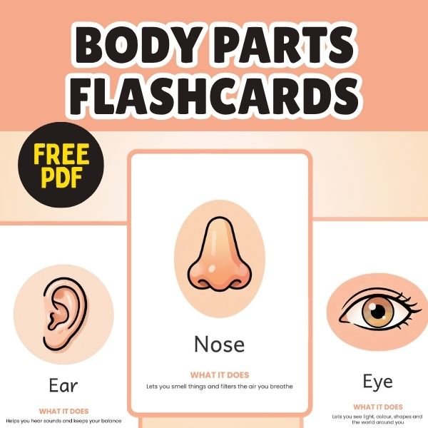 Printable Body Parts Flashcards PDF Free Download